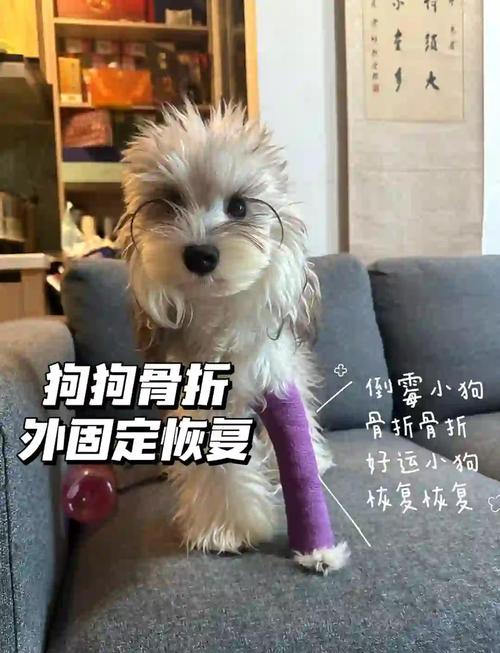 澳门今晚开奖结果+开奖记录和被狗主人殴打致骨折与狗被打骨折了怎么办